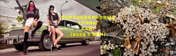 шишки Абаза